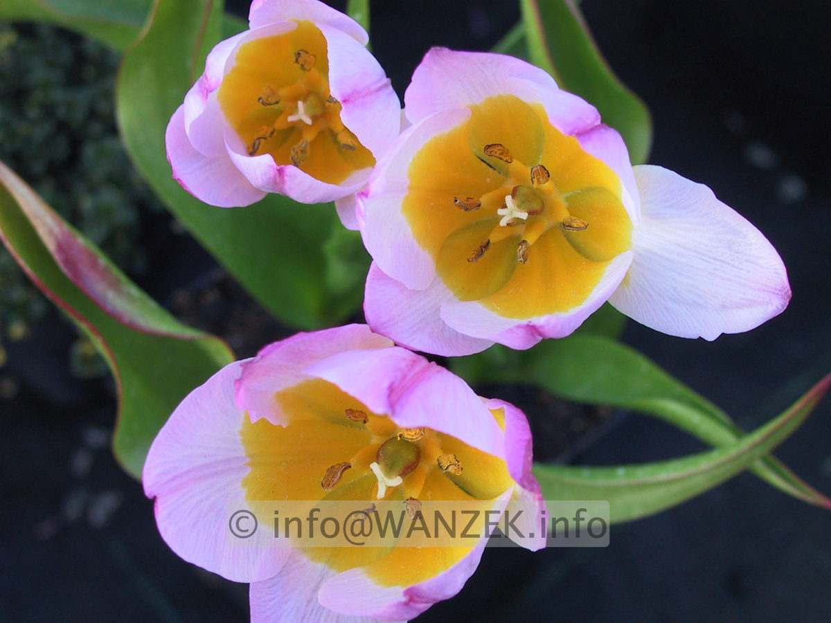 Tulipa violacaea Lilac Wonder.JPG